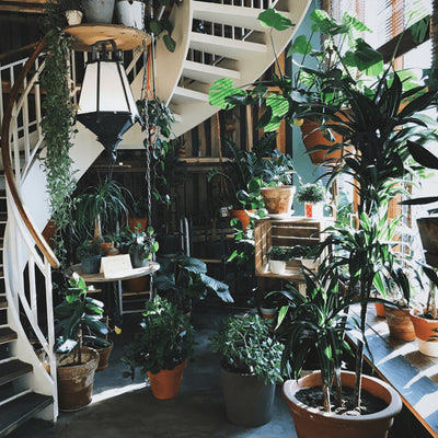 The 10 Best House Plants for Removing Air Pollutants